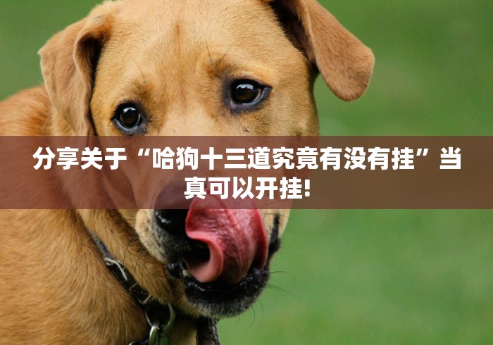 分享关于“哈狗十三道究竟有没有挂”当真可以开挂!