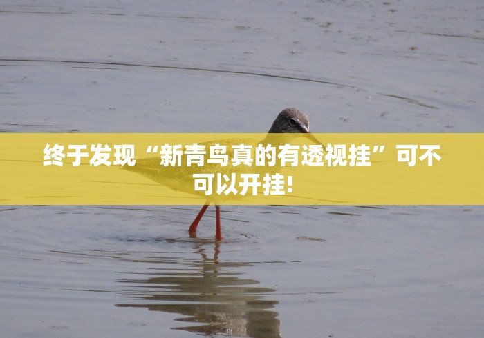 终于发现“新青鸟真的有透视挂”可不可以开挂!